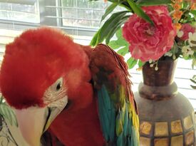 Linda The Parrot Lady - Animal For A Party - Delray Beach, FL - Hero Gallery 3
