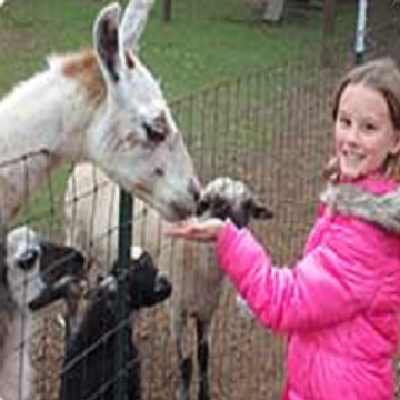Lucky Ladd Farms - Animal For A Party - Memphis, TN - Hero Main