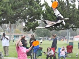 Sky High Flying Canines - Animal For A Party - Huntington Beach, CA - Hero Gallery 1