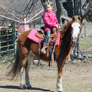 Perfect Pony Rides - Animal For A Party - Oklahoma City, OK - Hero Main
