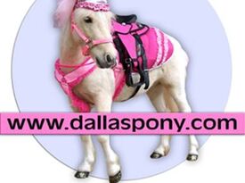 Dallas Pony - Petting Zoo - Dallas, TX - Hero Gallery 2