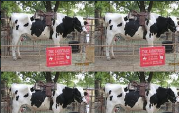 The Farmyard - Petting Zoo - San Antonio, TX - Hero Main