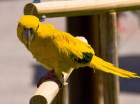 Joel's Exotic Parrot For Events And Parties - Animal For A Party - Oceanside, CA - Hero Gallery 4