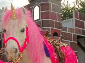 Dallas Pony - Petting Zoo - Dallas, TX - Hero Gallery 3