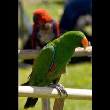 Joel's Exotic Parrot For Events And Parties - Animal For A Party - Oceanside, CA - Hero Main