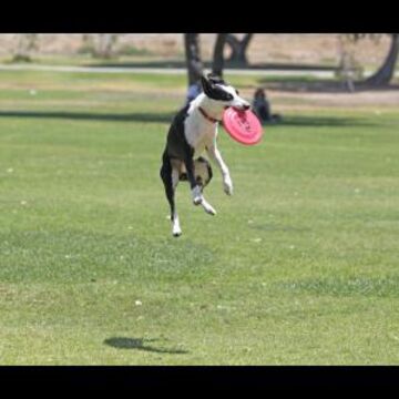 Sky High Flying Canines - Animal For A Party - Huntington Beach, CA - Hero Main
