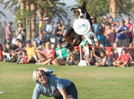 Sky High Flying Canines - Animal For A Party - Huntington Beach, CA - Hero Gallery 3