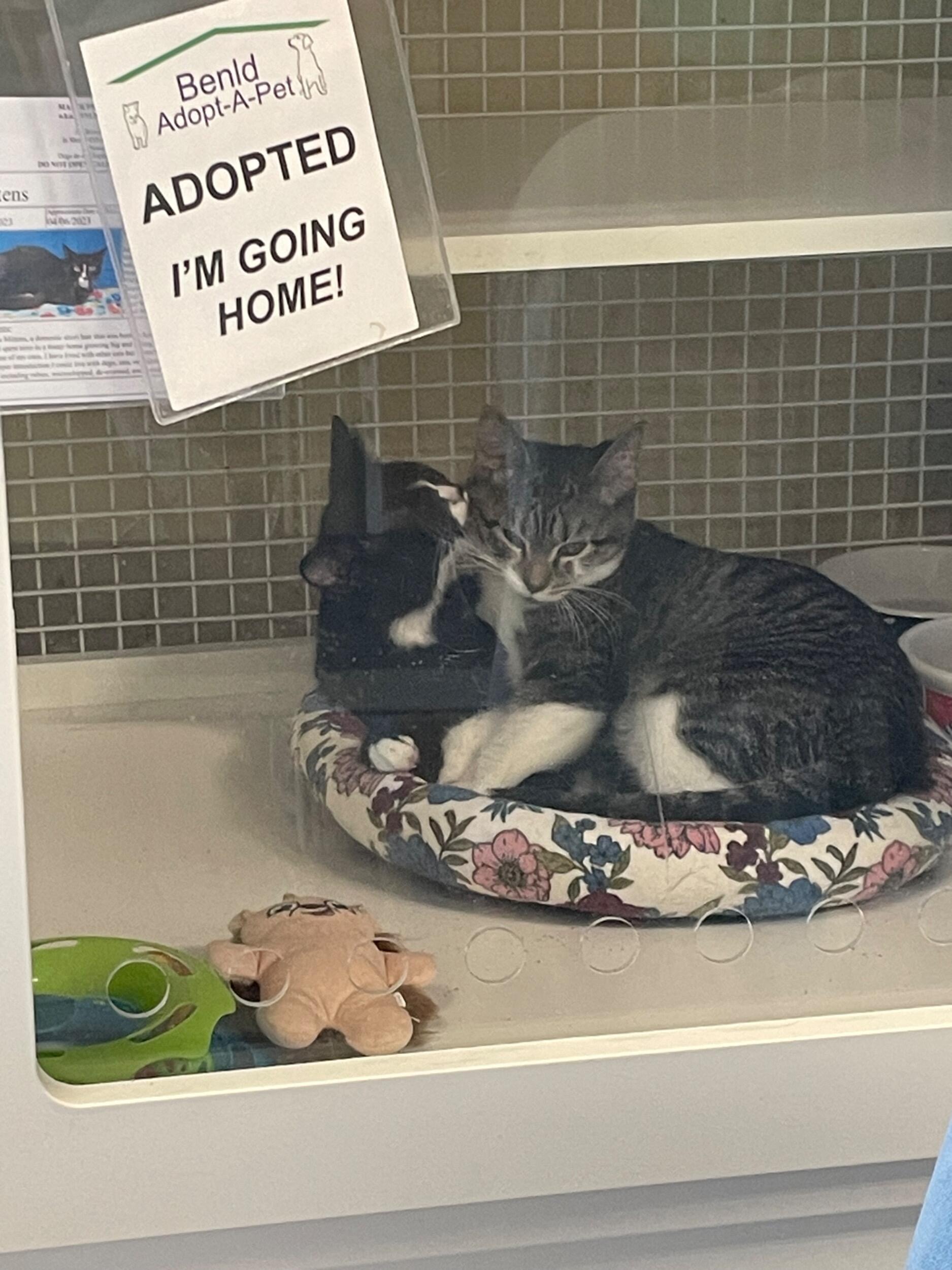 Welp, a standard trip to the store to get bird food, ended up in us adopting Lola and Luna. Increasing our family to 6. 🐈‍⬛🐈

P.S. no birds have been harmed and they live safe and happy together 😂