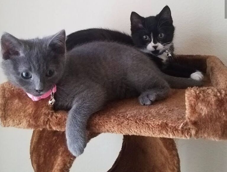 By December 2017, Tom and Dani already had three cats together. 
Brooklyn, Sneakers, and Jelly Bean. 