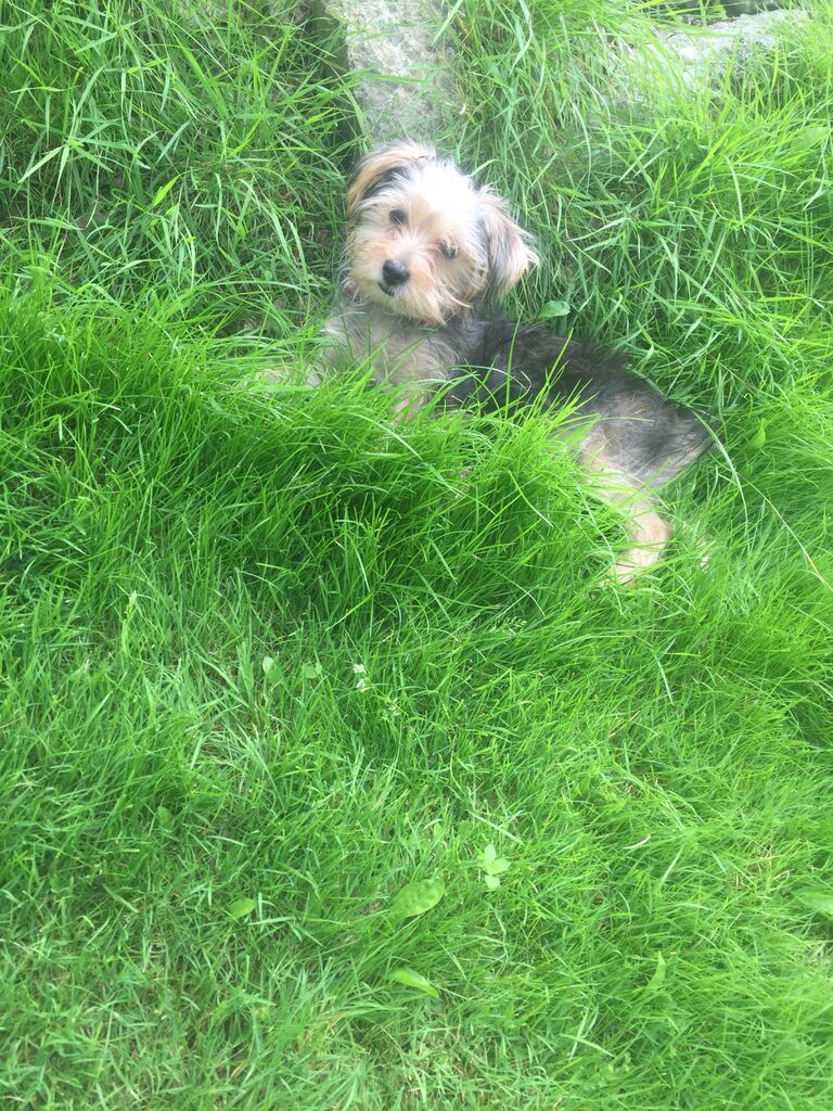 The day Sophie became part of our lives!