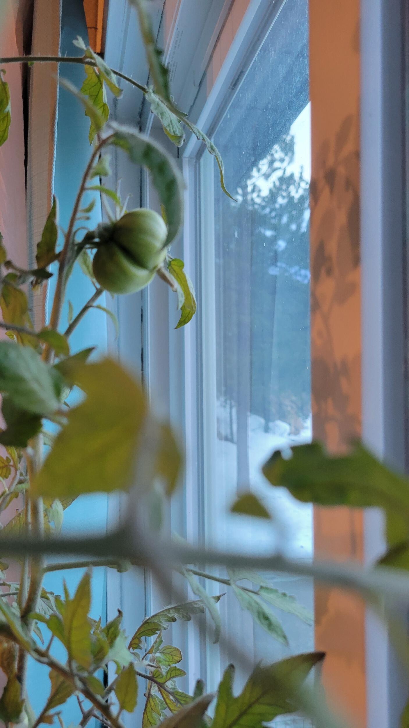 Grew a tomato plant in our window that gave us delicious tomatoes for months
