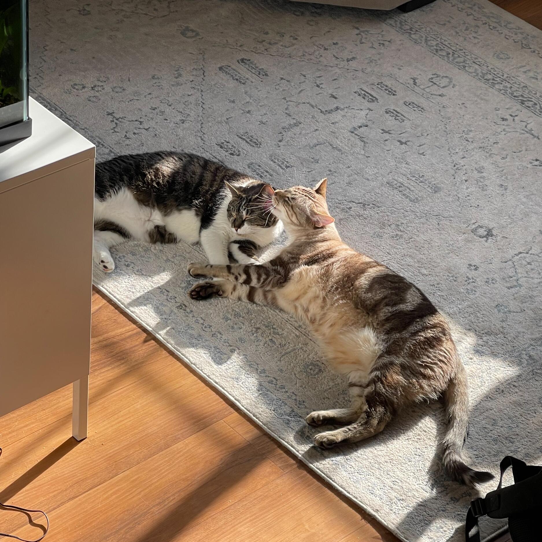 Our perfect cats, Cal & Ginny. They have become besties for the resties. Corbin adopted Ginny for Amelia as a surprise birthday gift. Months prior, Amelia fell in love with her sister's foster cat. Cal was purfect about it.