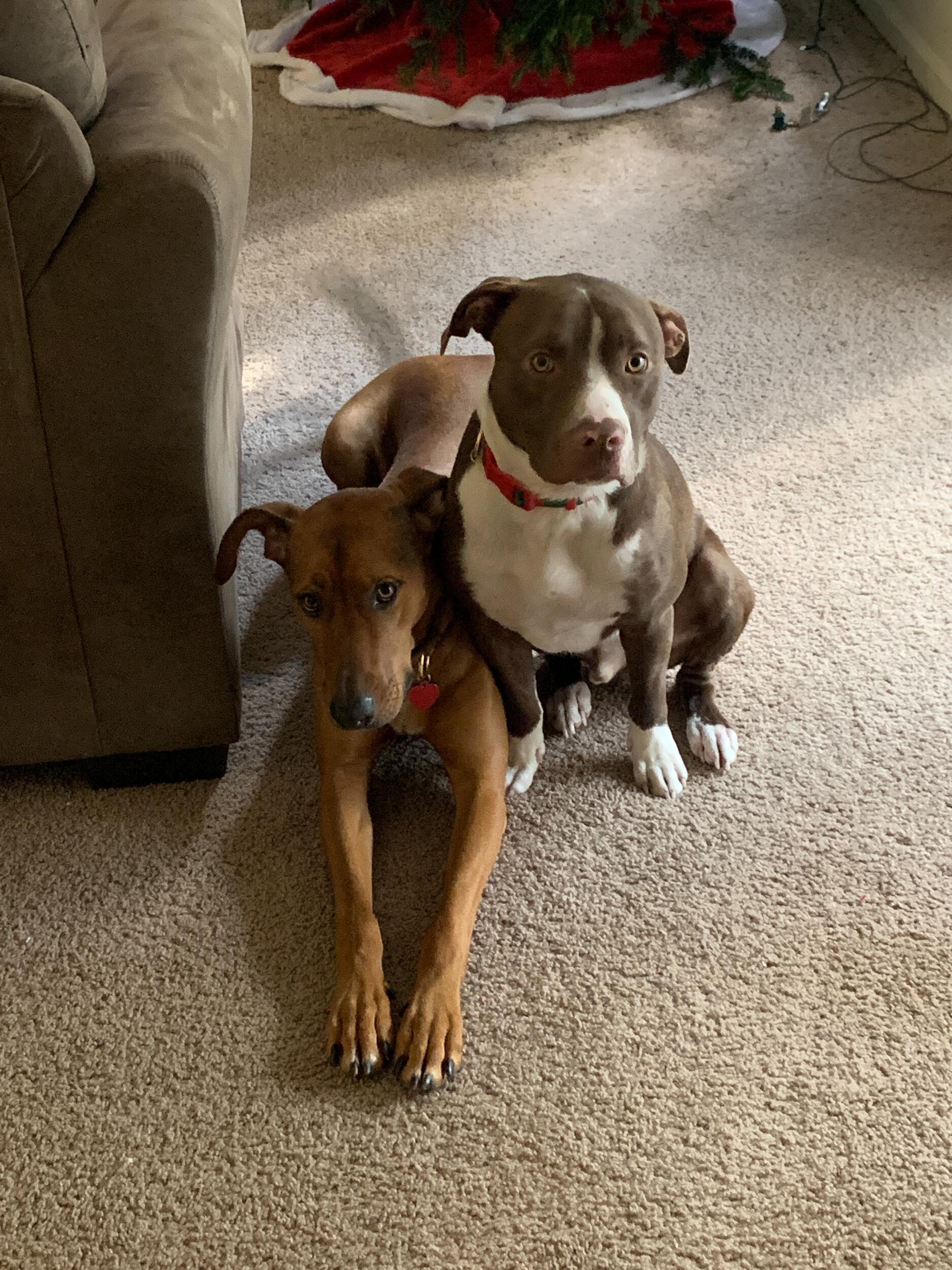 Being a vet student, it was a given that Courtney came with a plus 1. Her sweet island pup, Luana, who instantly became Dustin's new best friend. 
Shortly there after, Courtney offered to foster a sweet pitbull, named Kekoa. Dustin quickly learned a few months later what a "foster fail" was. And so our first Christmas together,  we "officially" became paw-rents! Lu and Keeks are inseparable and we're a family of 4.  