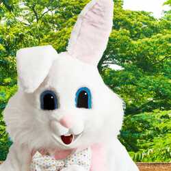 Easter Bunny Rentals by Funtime Services, profile image