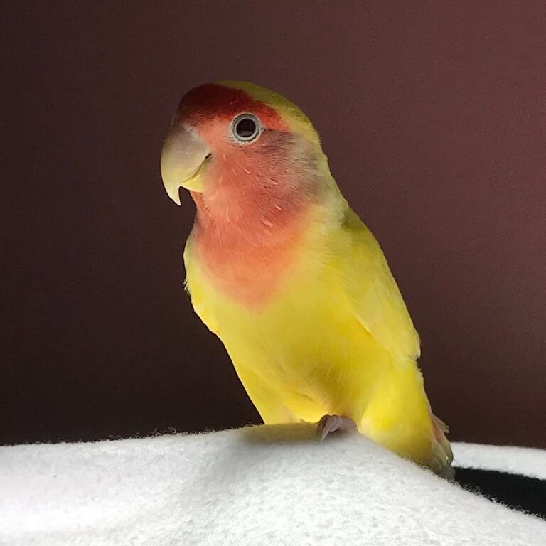 Aziza is Cassandra's lovebird, she is sassy and prefers to keep to herself, but will do anything to play on the ceiling fan