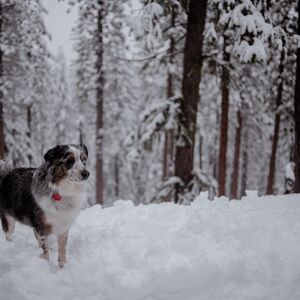 Gallery Photo 33