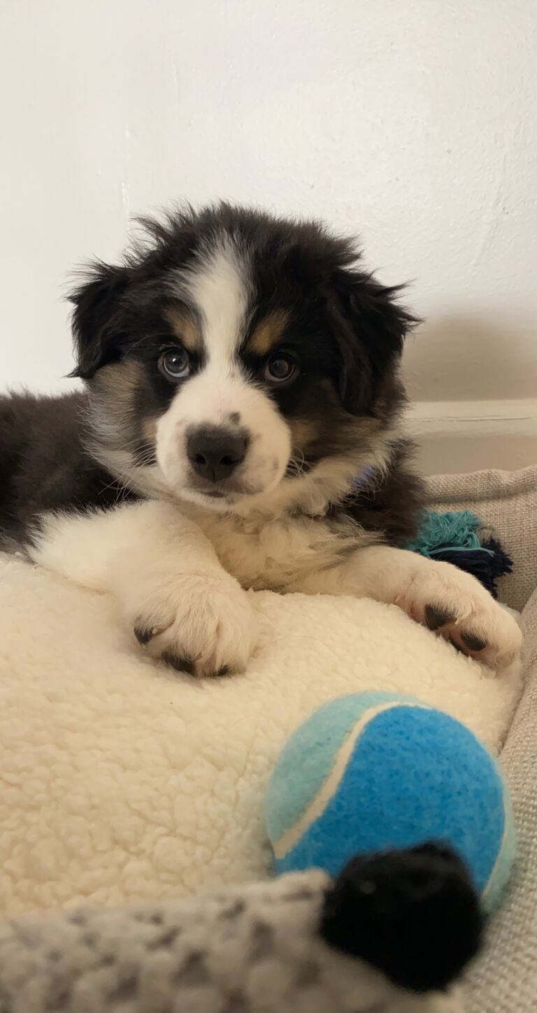 Adopted 8w Old Bentley
