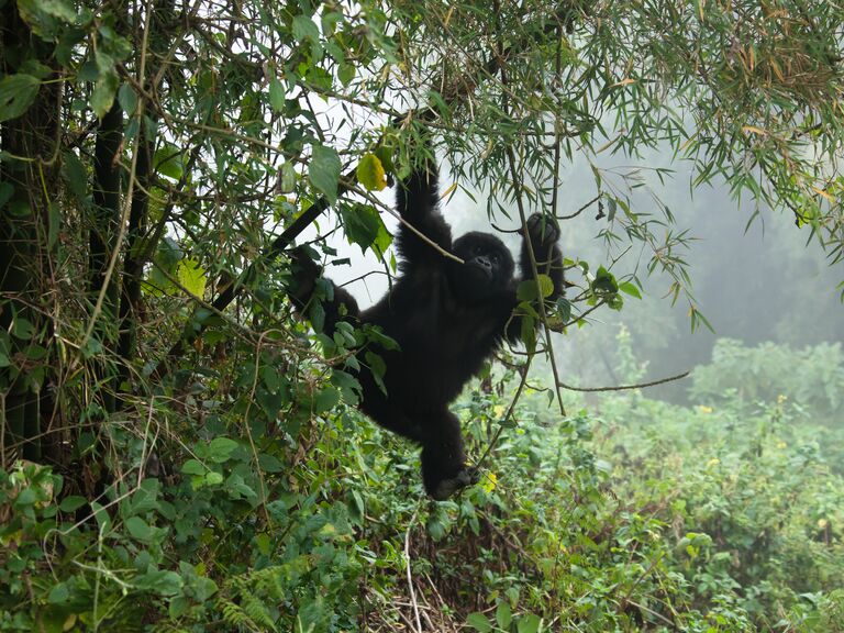 Young Mountain Gorilla hanging on a bamboo trunk Rwanda