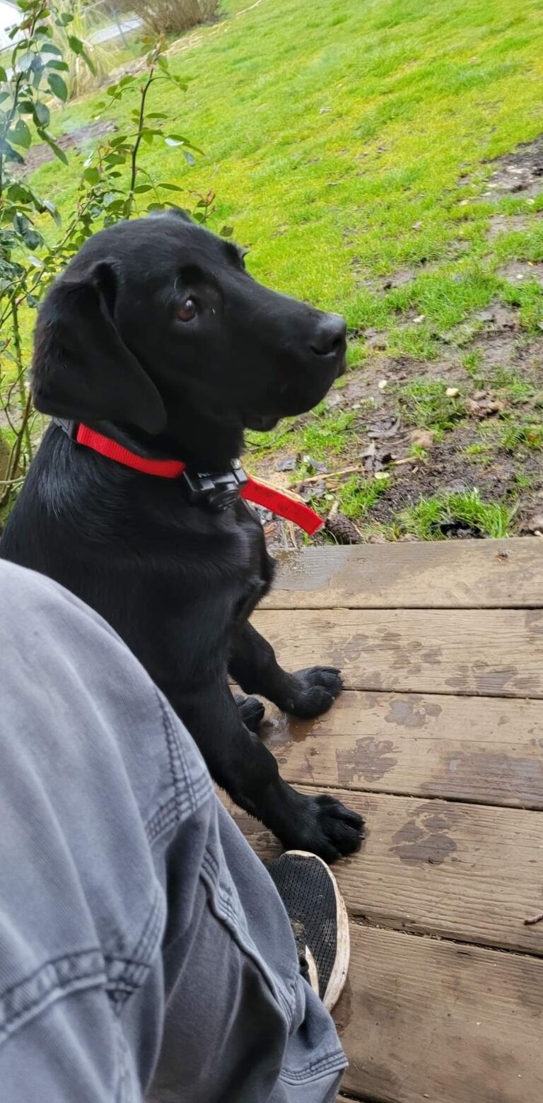 David broke down ( after months of me asking) and brought home a second dog.