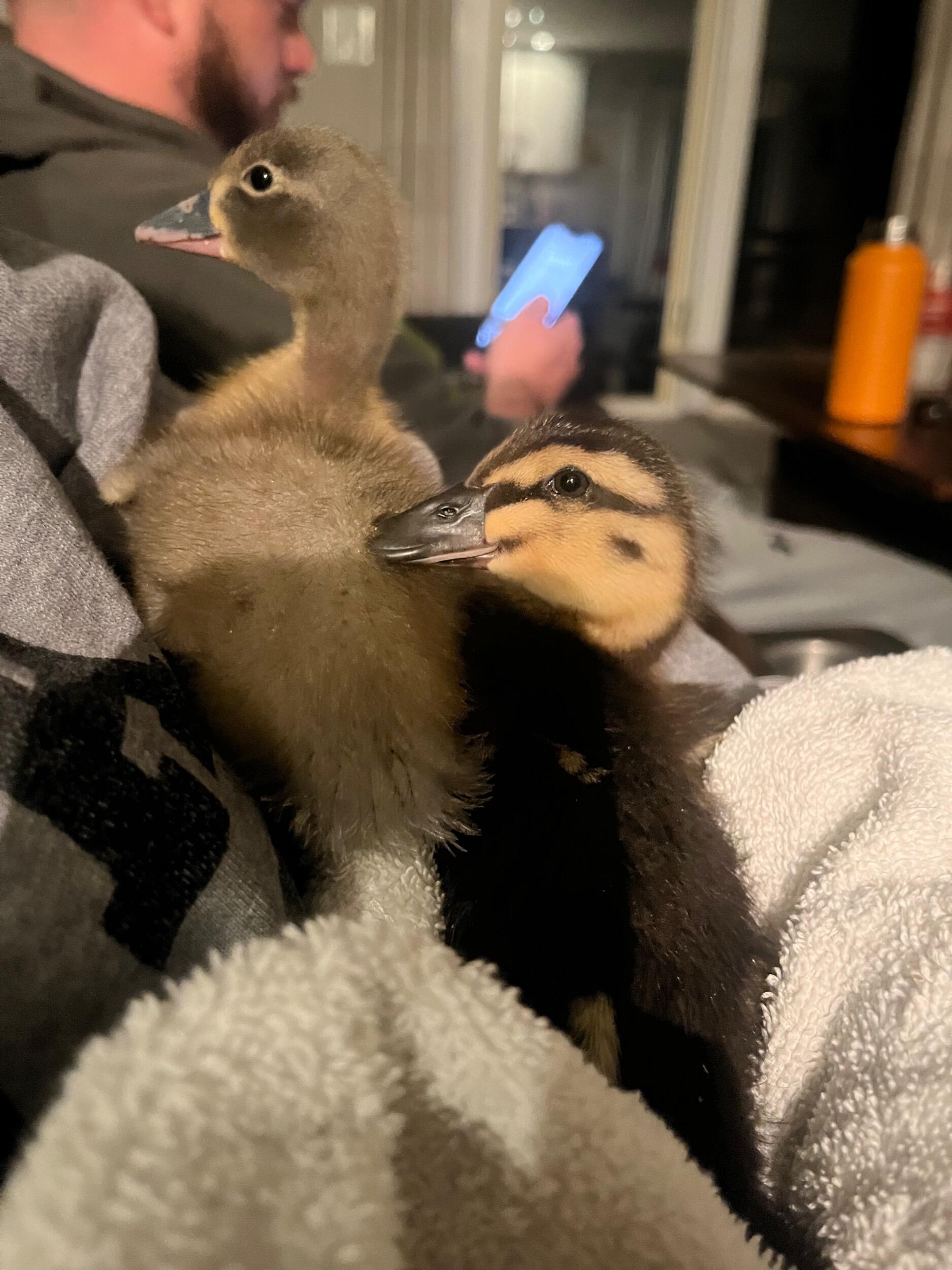 Cheyenne already started convincing Neil to let her bring more animals home. Of course he was supportive because he is just as much of an animal lover. Welcome to Verna and Sylvia