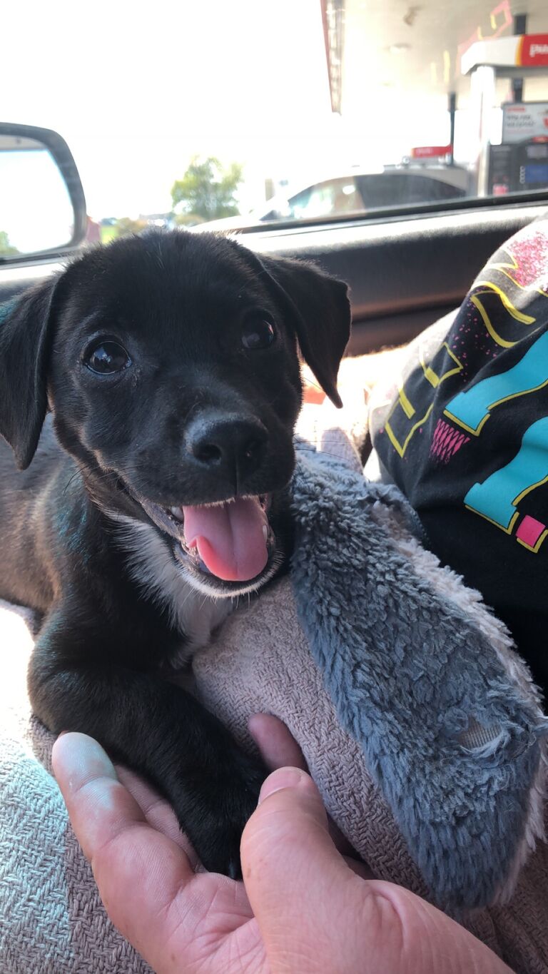 Our one and only fur baby Arlo coming home with us after vacation!