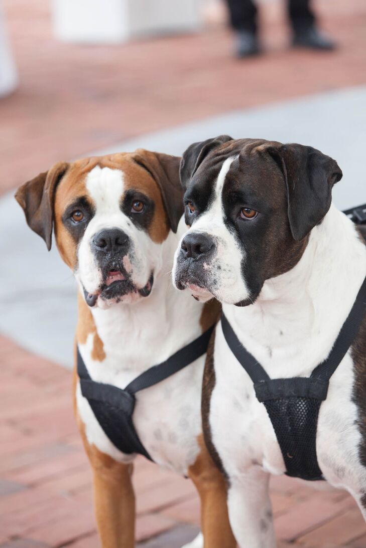 Apalachicola, Florida Boxer Wedding Dogs
