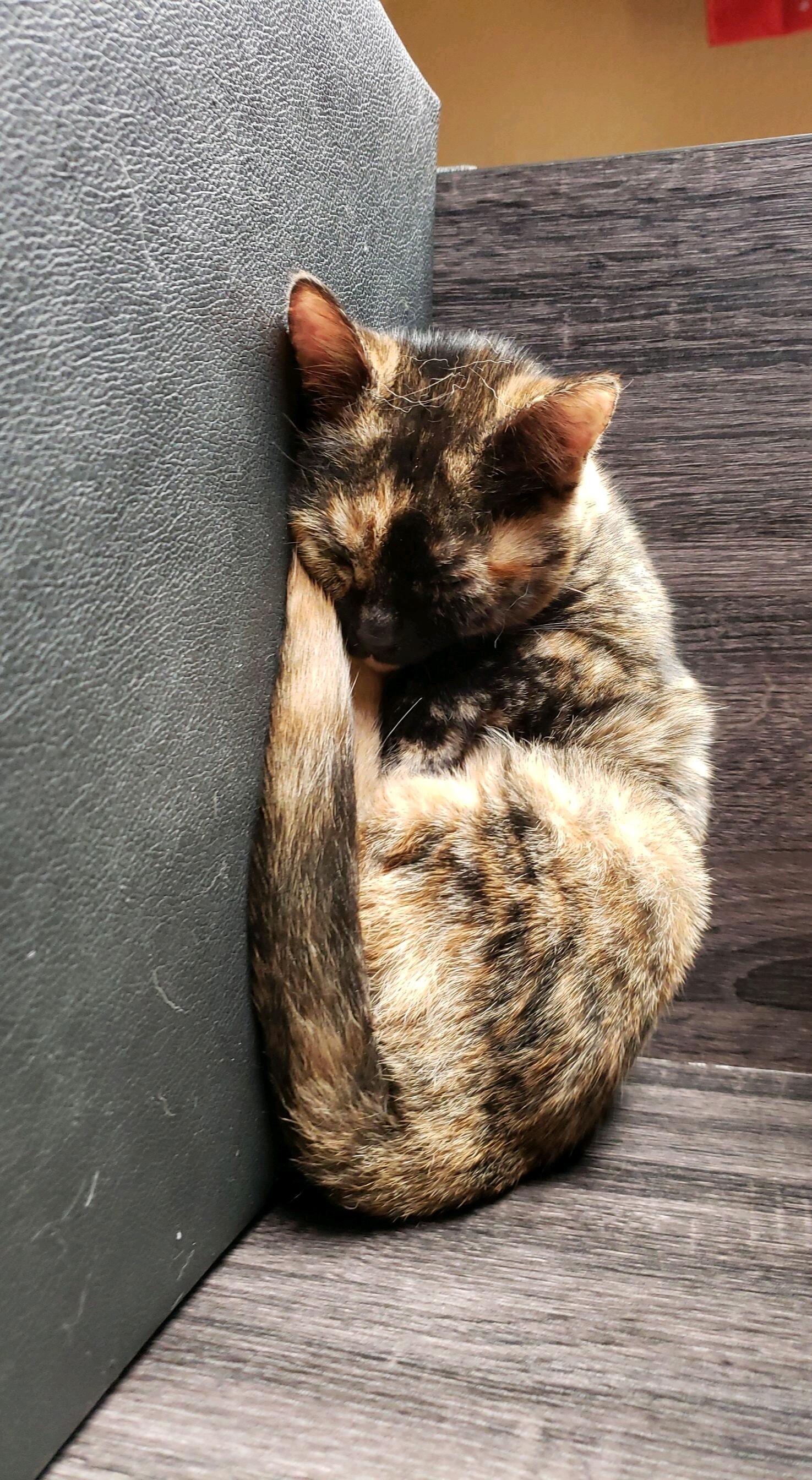 Through BOYCE's foster fail, they get the last addition to the family, Nadia