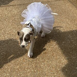 Gallery Photo 9