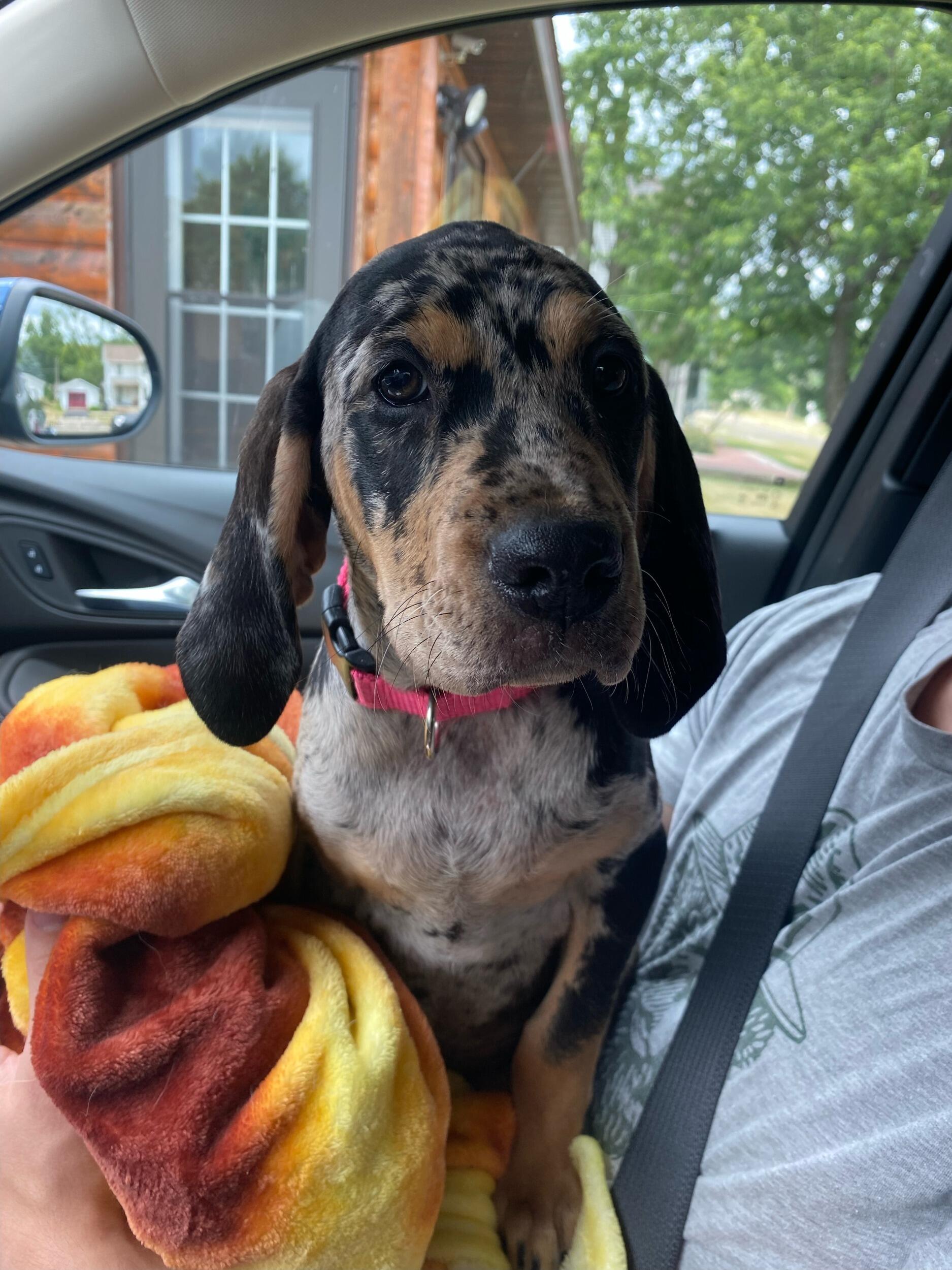 We got Oatmeal, our second dog. 