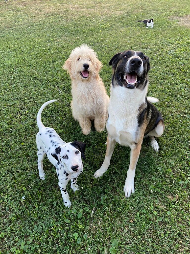 Duke, Marley, Max, and Ollie!