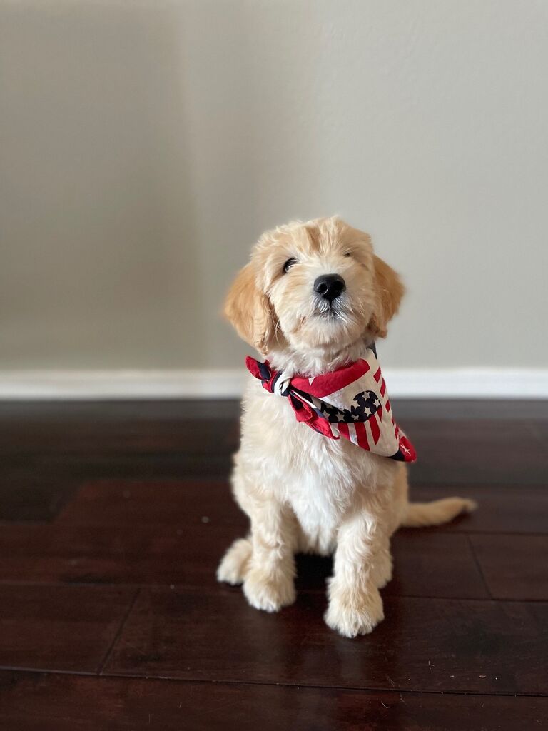 We got a Puppy! Summer is SO loved by everyone she meets. She's the sweetest little girl. 