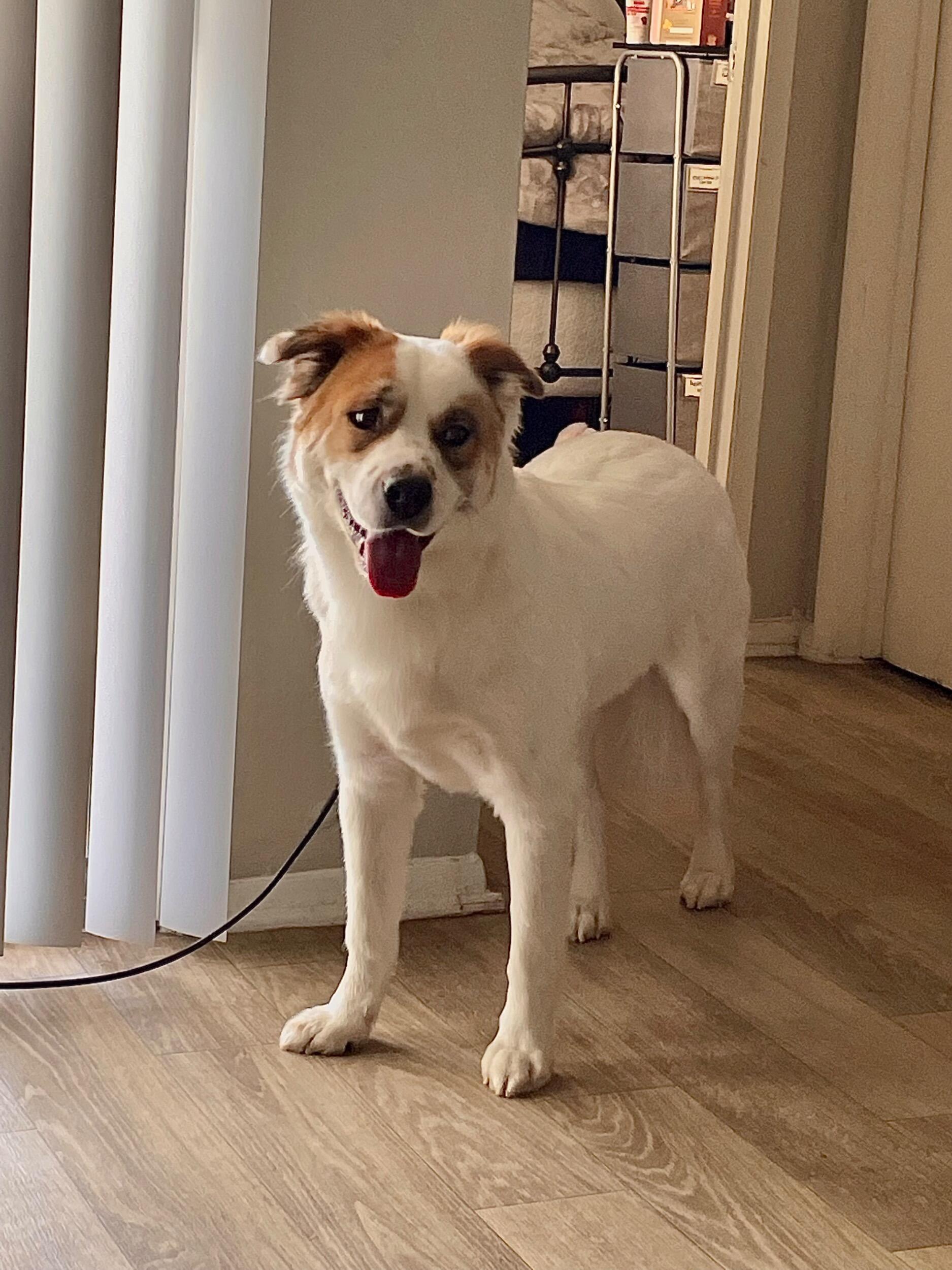 Rescued Buddy from the shelter and welcomed him into our little family.