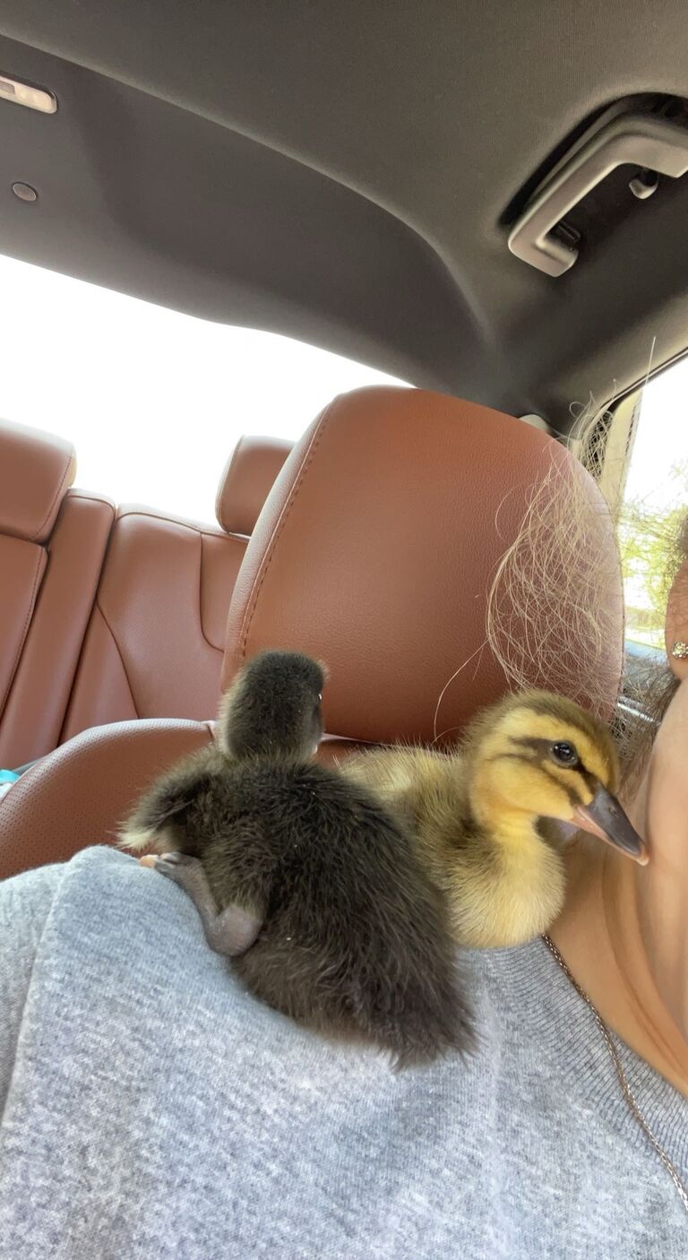 Got ducks together