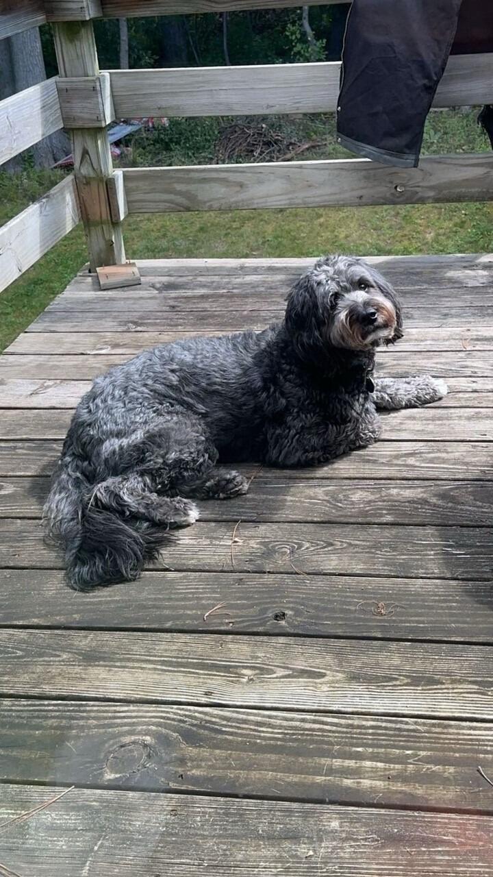 We purchased a duplex in Weston, just outside of Wausau and currently reside in one of the units. We're hoping a few years down the line we can purchase our forever home. Cardi is pictured outside keeping watch for cats and squirrels on her new deck. 