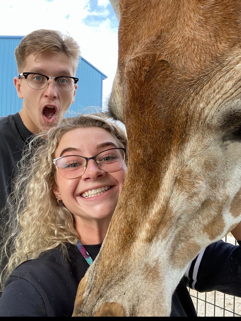 2 giraffes