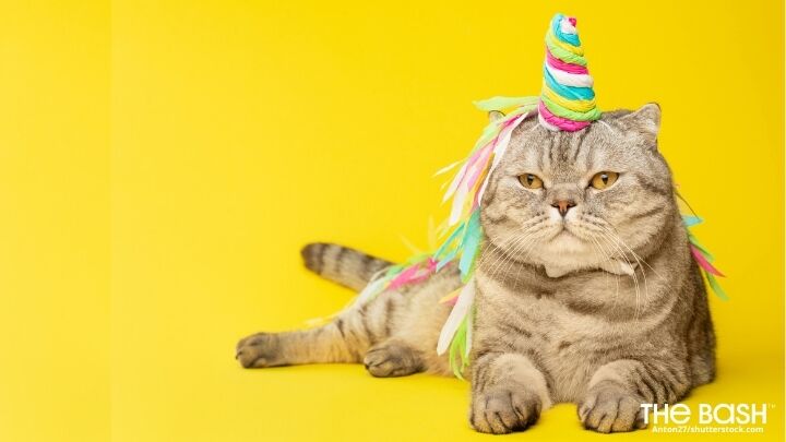 Funny Cat Birthday Zoom Background : Funny Zoom backgrounds to spice up