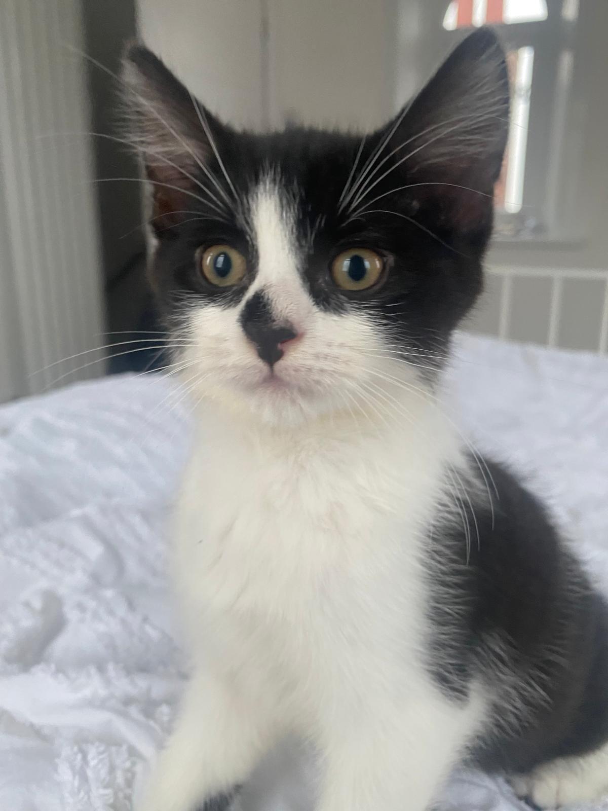 Kitten Pablo