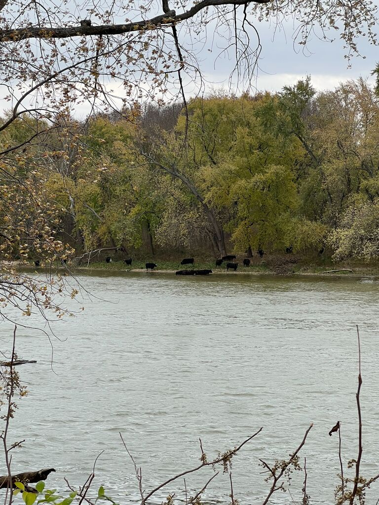 after a year of being friends, we went on our first date! no picture but here are some cows from our second date!