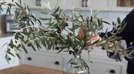 Fresh Olive Tree Branch Bunches – Willow and Wolf Ranch Equestrian