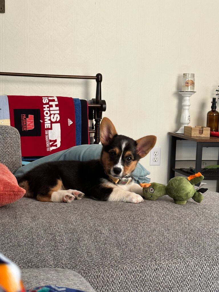 Added more craziness to our lives, meet Sunny! 
