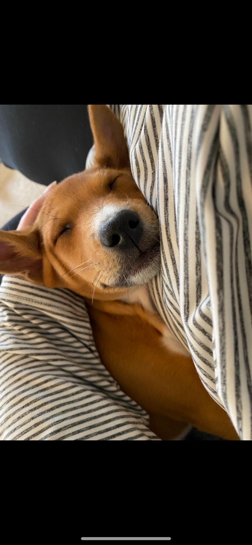 Our sweet fur baby, Leo, was delivered! 