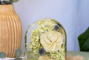 Preserved Rodanthe in White  Shop Dried Flowers at