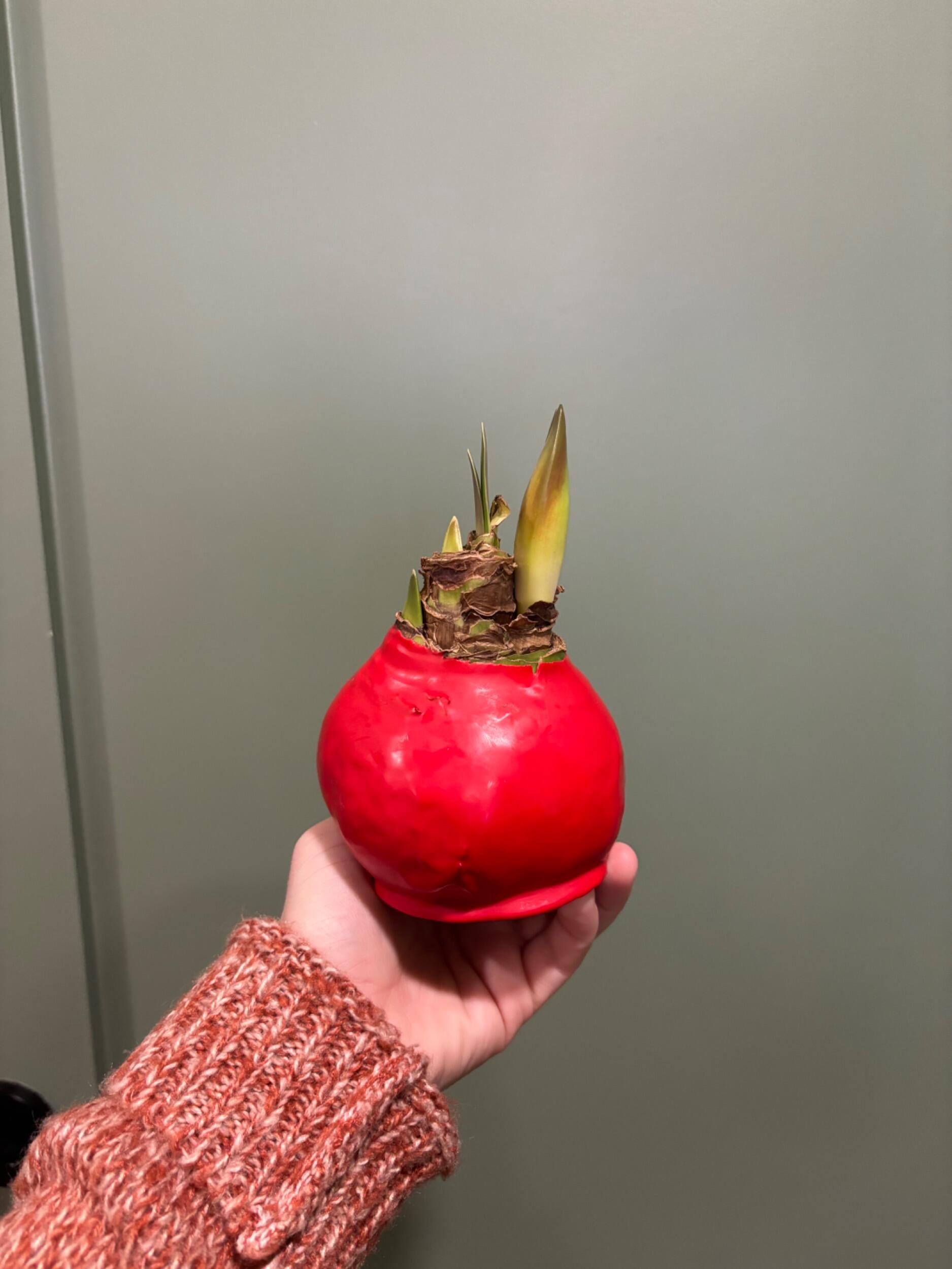The first flower Timothy gave Taryn right after they became official. Taryn wasn’t sure if it was an apple or a flower.