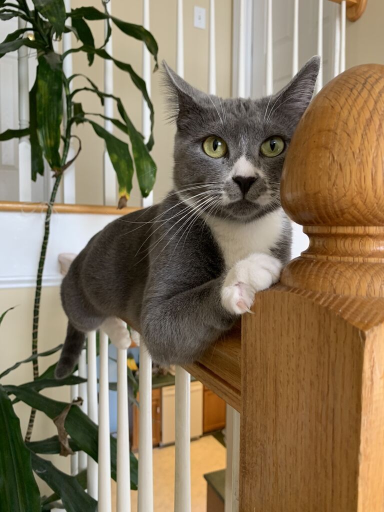 Adopted Sadie