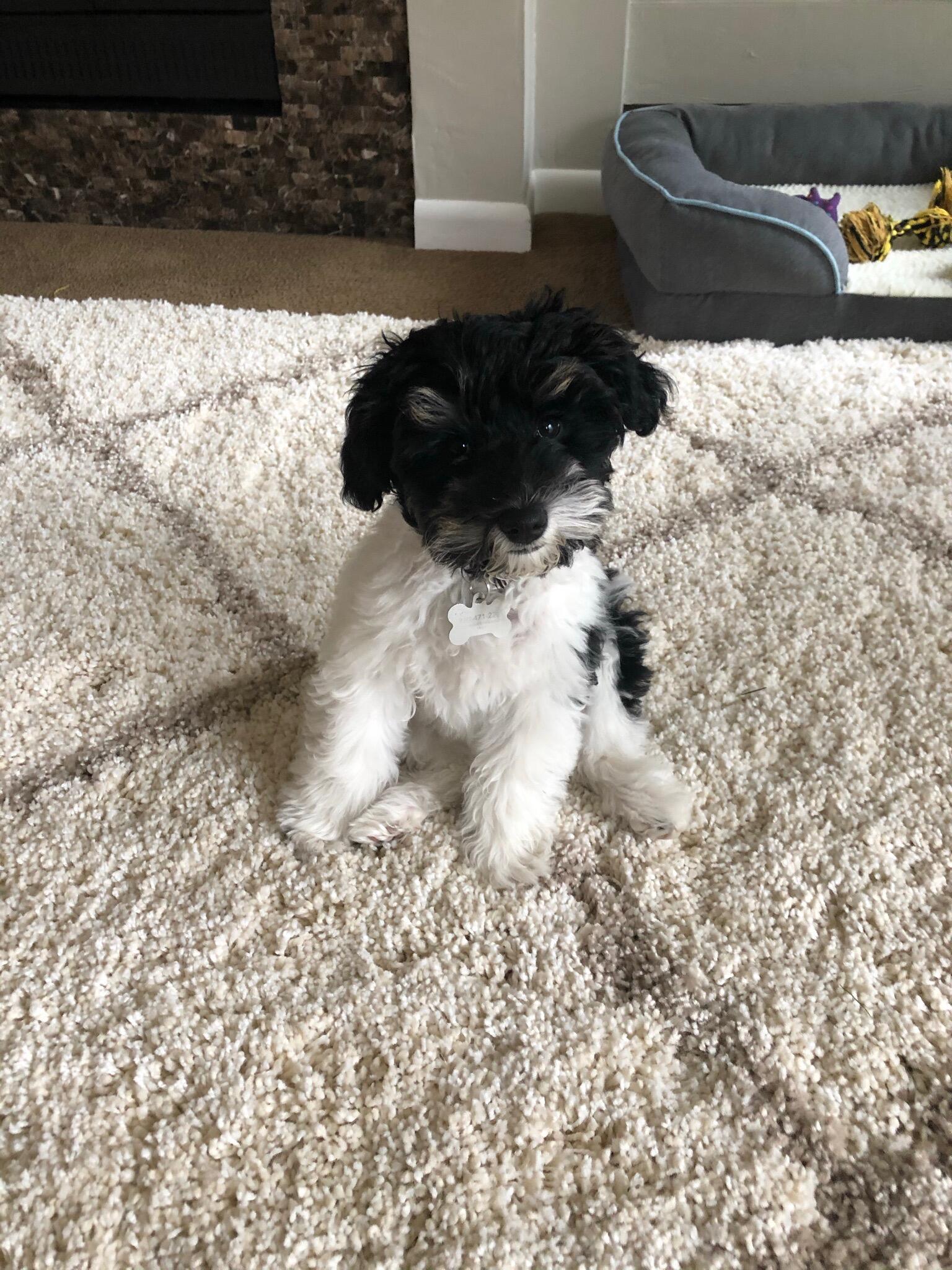 Pippa joined the family!