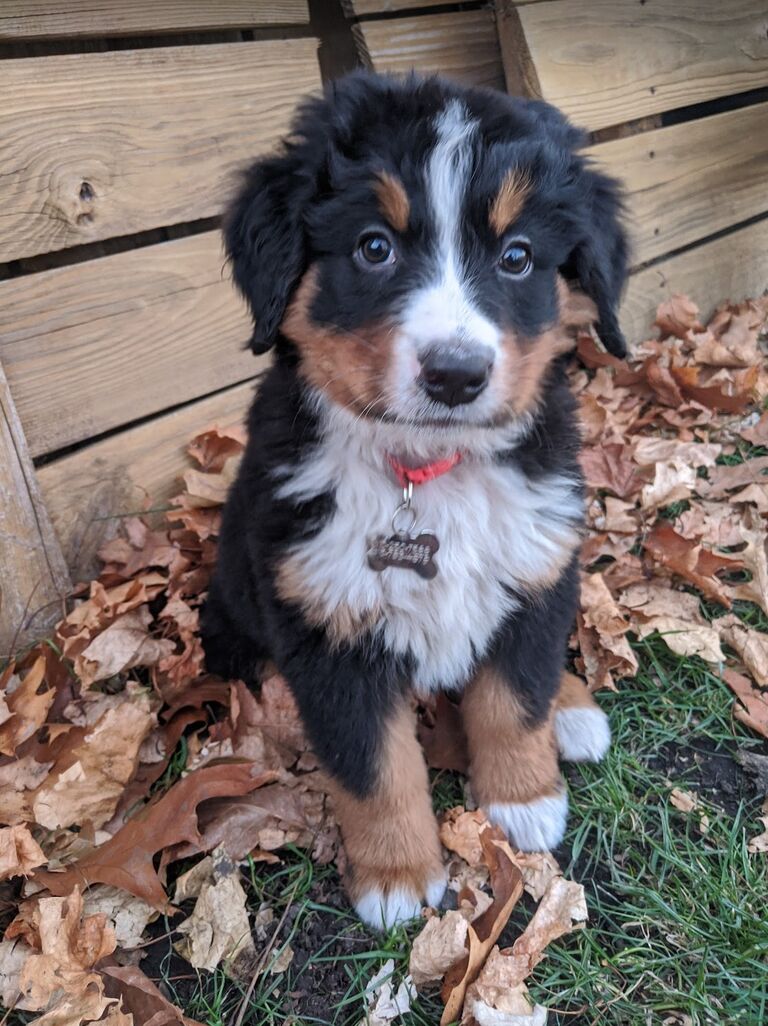 Carson & Leasha's new puppy, Moose <3