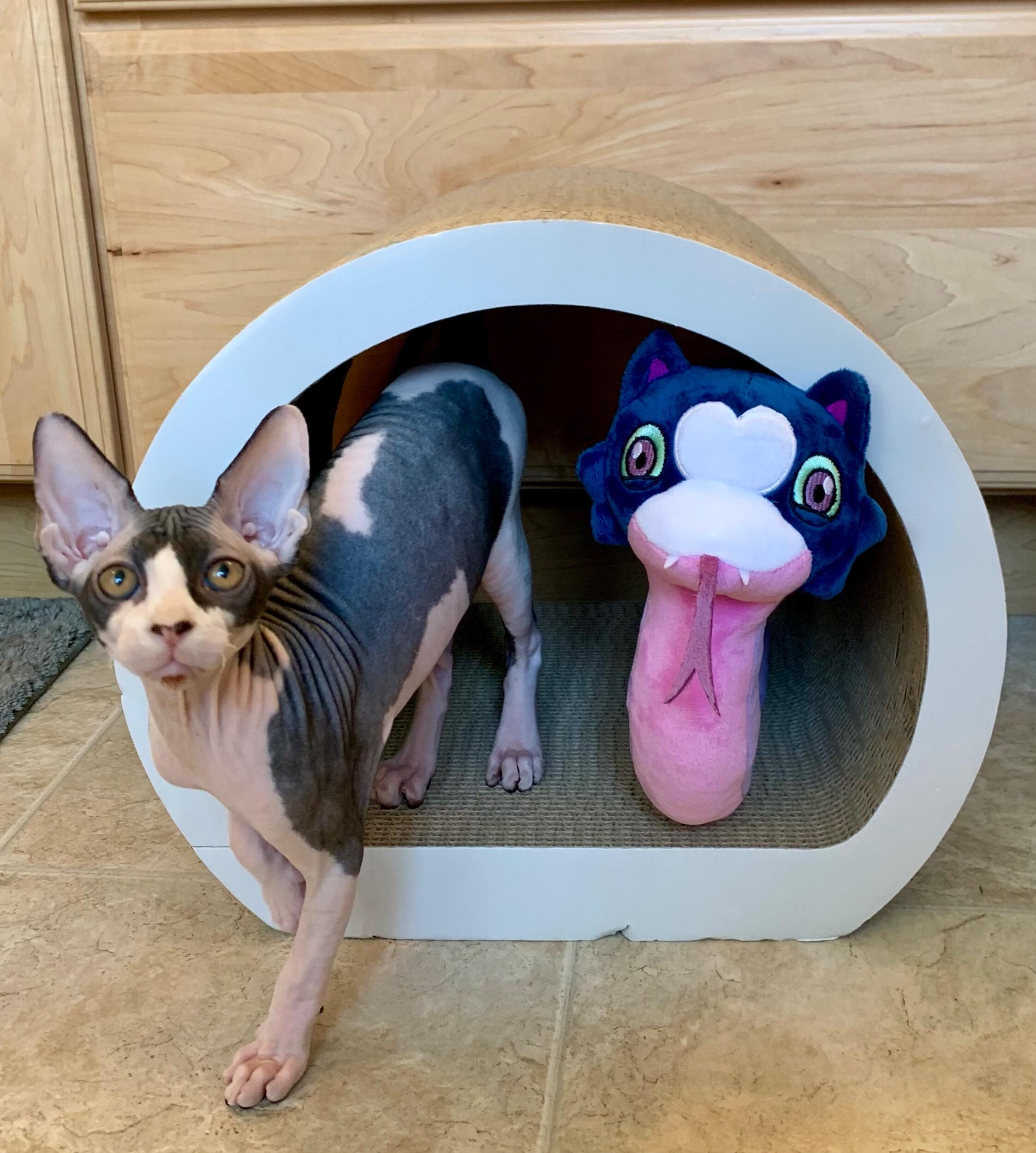 On June 16th, we welcomed a new fur(less) baby into our lives. Stringbean was born on a palindrome just like our wedding and we couldn't say no. 