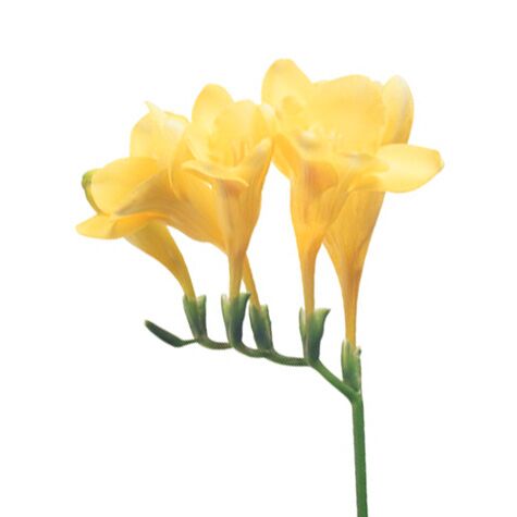 Yellow freesia blooms