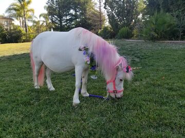 BFF - Petting Zoo - Lancaster, CA - Hero Main