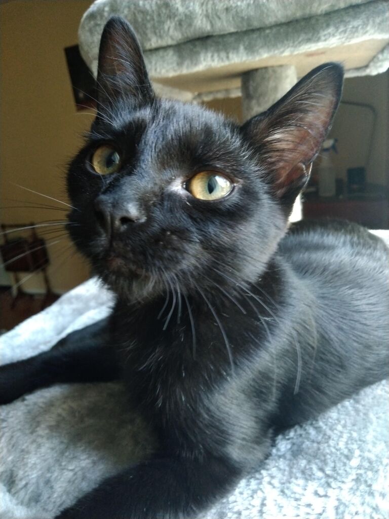 Day we adopted Higgins, right here in Decatur folks! We went to the animal shelter on a date and little baby Higgins crawled on Sam's lap, she was adopted that same day.
